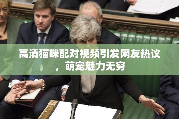 高清猫咪配对视频引发网友热议，萌宠魅力无穷