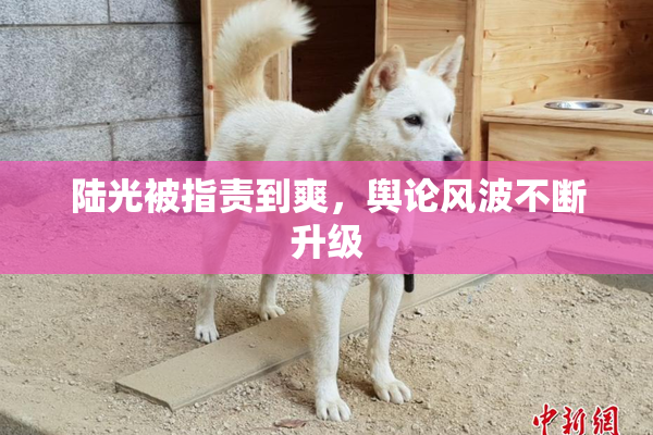 陆光被指责到爽，舆论风波不断升级