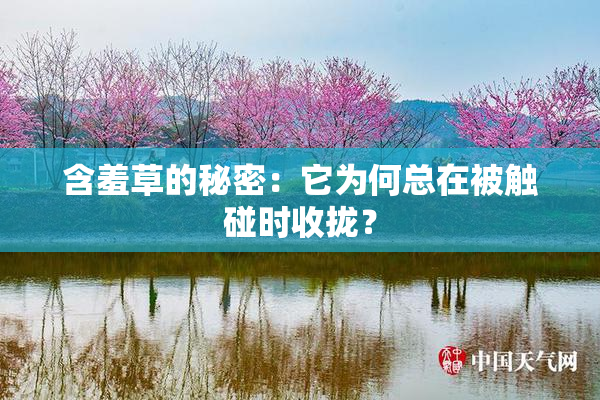 含羞草的秘密：它为何总在被触碰时收拢？