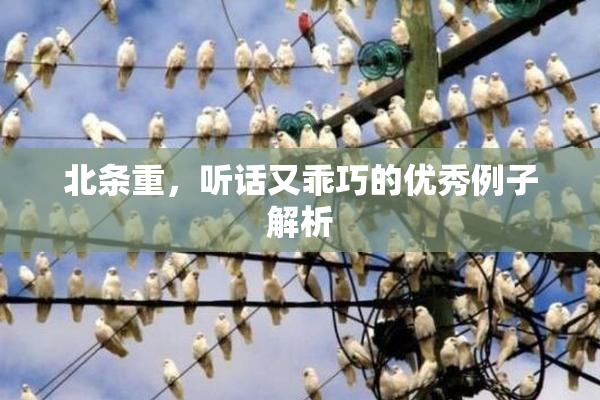 北条重，听话又乖巧的优秀例子解析
