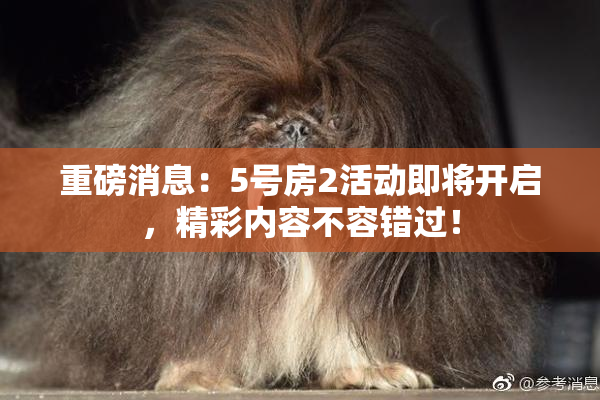 重磅消息：5号房2活动即将开启，精彩内容不容错过！