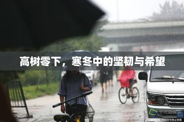 高树零下，寒冬中的坚韧与希望