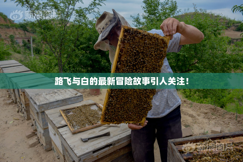 路飞与白的最新冒险故事引人关注！