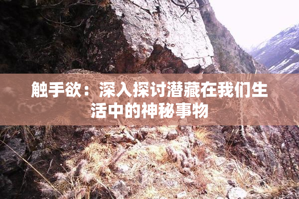 触手欲：深入探讨潜藏在我们生活中的神秘事物