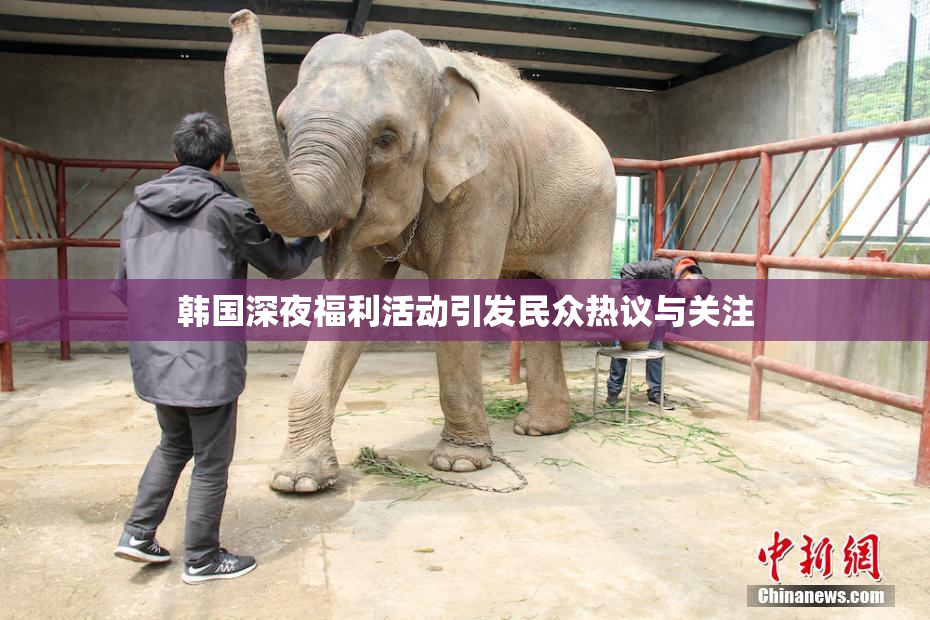 韩国深夜福利活动引发民众热议与关注
