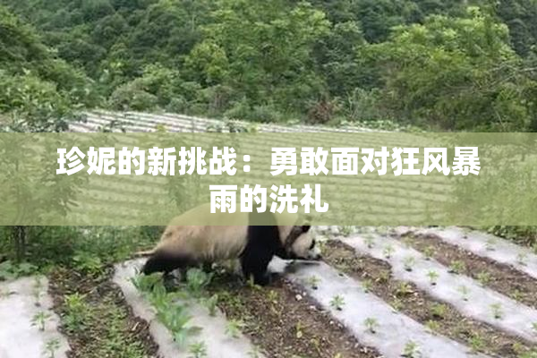 珍妮的新挑战：勇敢面对狂风暴雨的洗礼