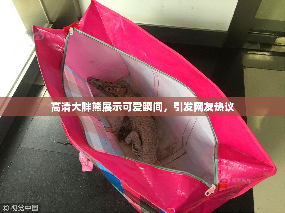 高清大胖熊展示可爱瞬间，引发网友热议
