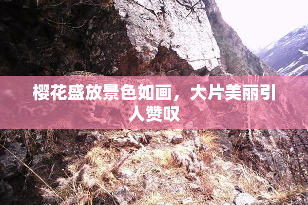 樱花盛放景色如画，大片美丽引人赞叹