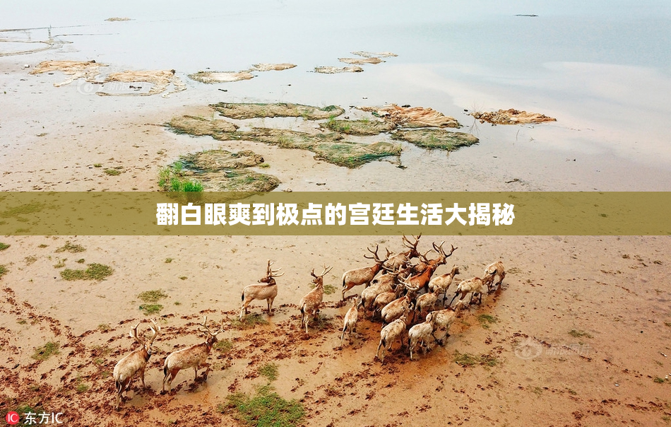 翻白眼爽到极点的宫廷生活大揭秘