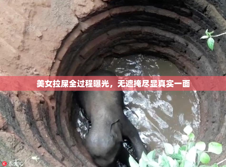 美女拉屎全过程曝光，无遮掩尽显真实一面