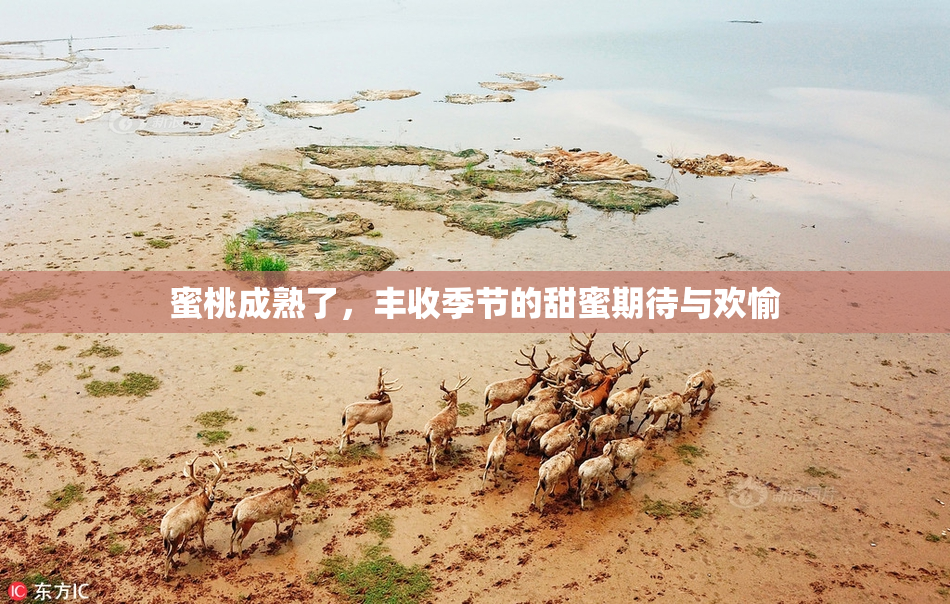 蜜桃成熟了，丰收季节的甜蜜期待与欢愉