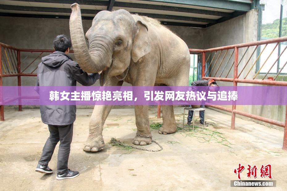 韩女主播惊艳亮相，引发网友热议与追捧