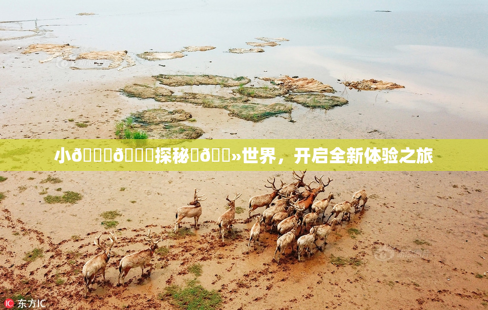 小🐔🐔探秘‌🐻世界，开启全新体验之旅