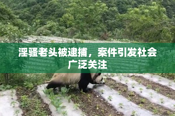 淫骚老头被逮捕，案件引发社会广泛关注
