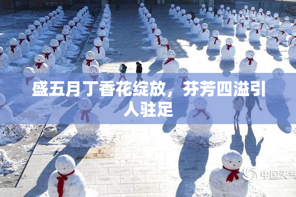 盛五月丁香花绽放，芬芳四溢引人驻足