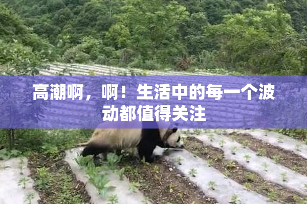 高潮啊，啊！生活中的每一个波动都值得关注