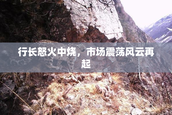 行长怒火中烧，市场震荡风云再起