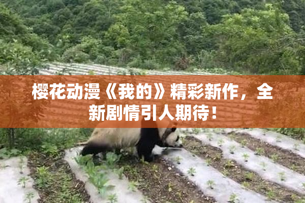 樱花动漫《我的》精彩新作，全新剧情引人期待！