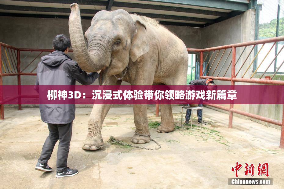 柳神3D：沉浸式体验带你领略游戏新篇章