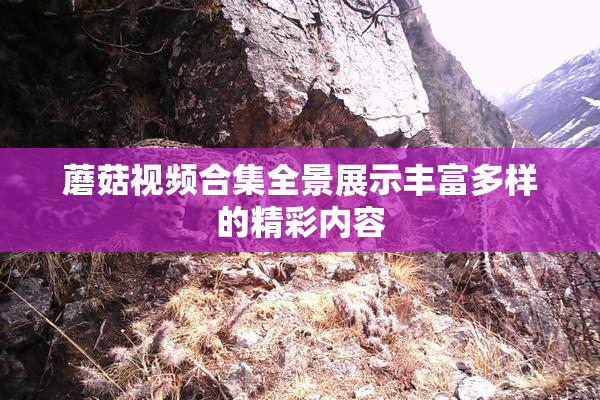 蘑菇视频合集全景展示丰富多样的精彩内容