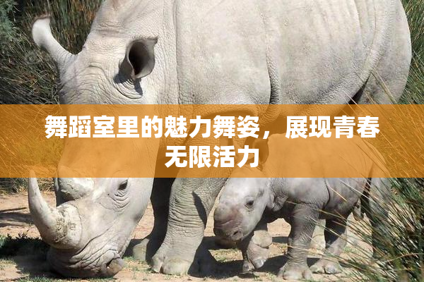 舞蹈室里的魅力舞姿，展现青春无限活力