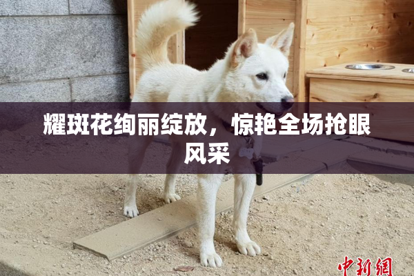 耀斑花绚丽绽放，惊艳全场抢眼风采