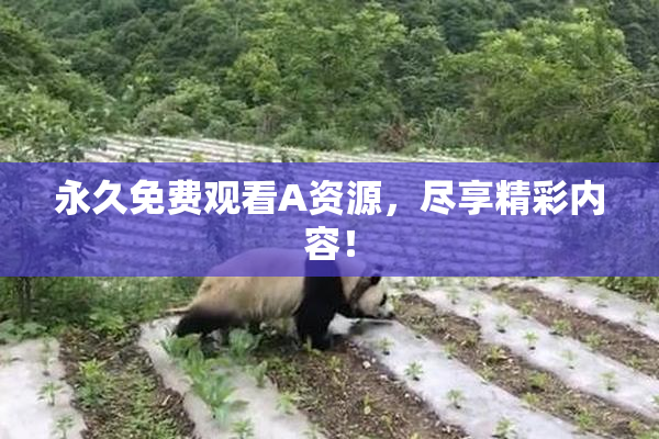 永久免费观看A资源，尽享精彩内容！