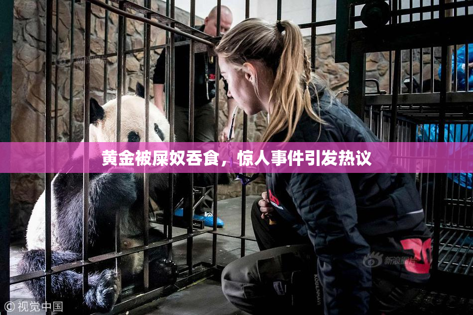 黄金被屎奴吞食，惊人事件引发热议