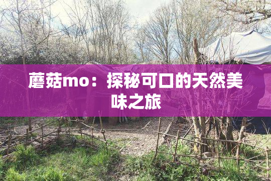 蘑菇mo：探秘可口的天然美味之旅