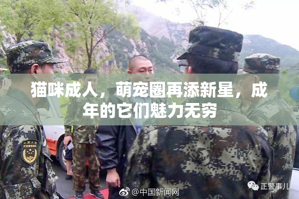 猫咪成人，萌宠圈再添新星，成年的它们魅力无穷