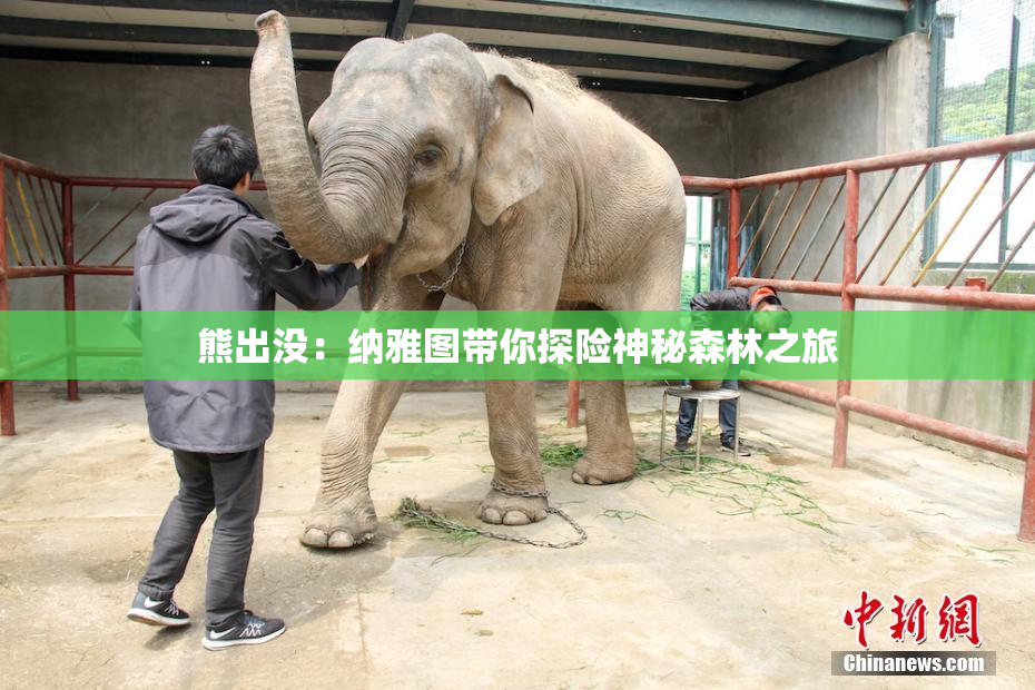 熊出没：纳雅图带你探险神秘森林之旅