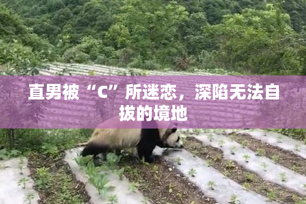 直男被“C”所迷恋，深陷无法自拔的境地