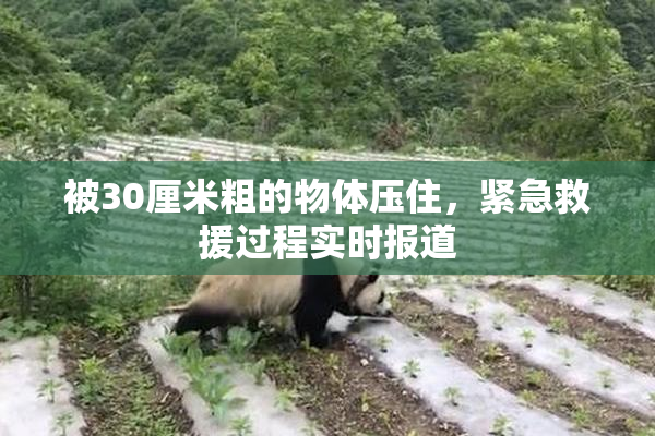 被30厘米粗的物体压住，紧急救援过程实时报道