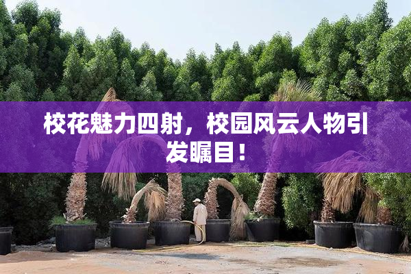 校花魅力四射，校园风云人物引发瞩目！