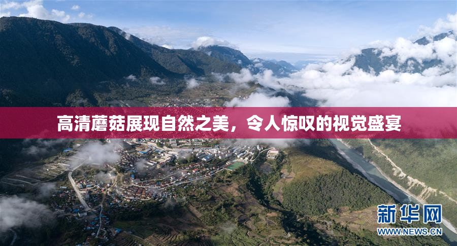 高清蘑菇展现自然之美，令人惊叹的视觉盛宴