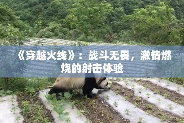 《穿越火线》：战斗无畏，激情燃烧的射击体验