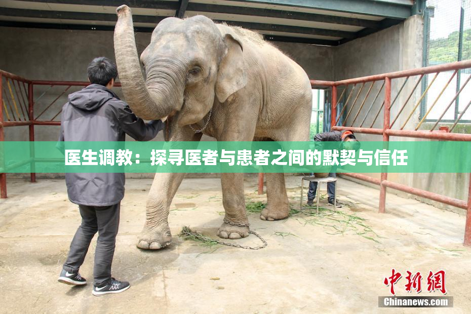 医生调教：探寻医者与患者之间的默契与信任