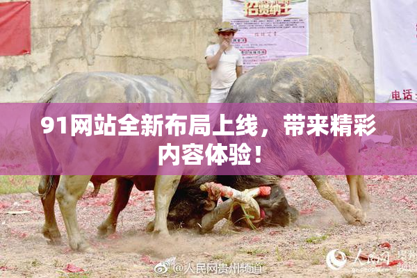 91网站全新布局上线，带来精彩内容体验！