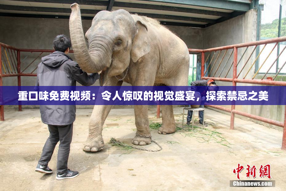 重口味免费视频：令人惊叹的视觉盛宴，探索禁忌之美