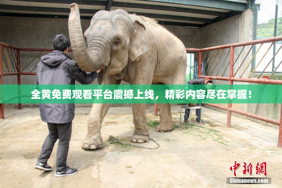 全黄免费观看平台震撼上线，精彩内容尽在掌握！