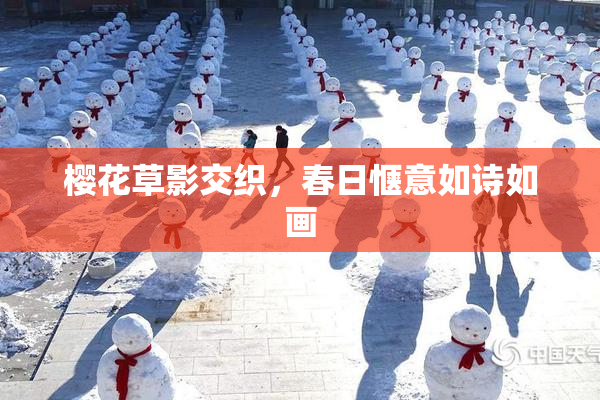 樱花草影交织，春日惬意如诗如画