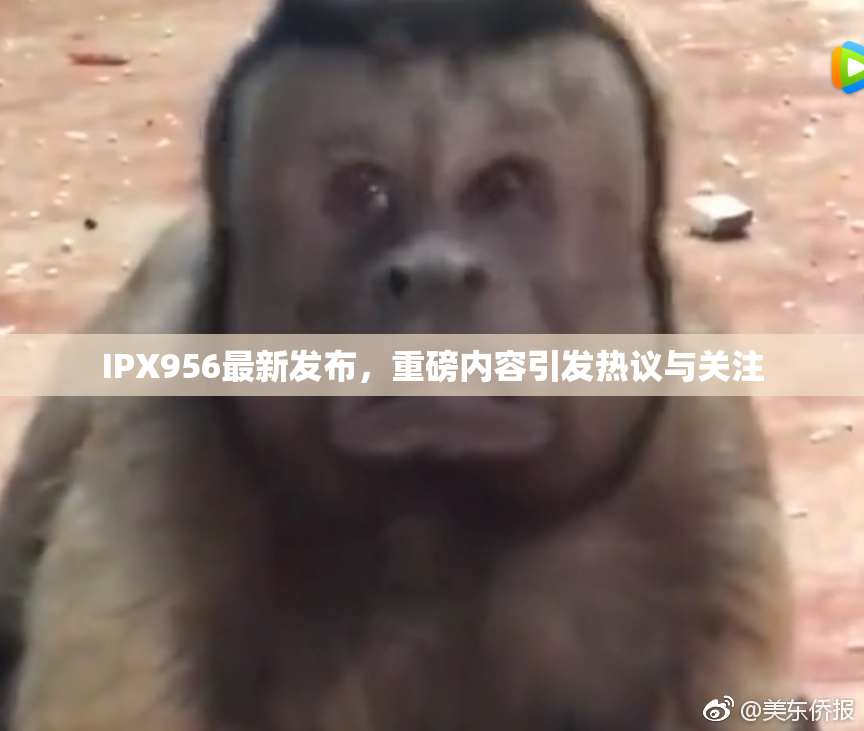 IPX956最新发布，重磅内容引发热议与关注
