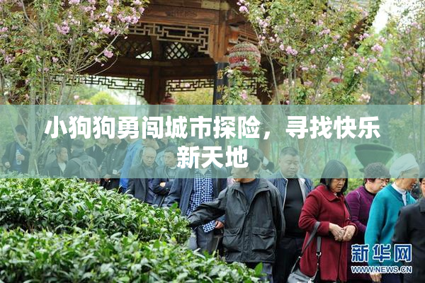小狗狗勇闯城市探险，寻找快乐新天地