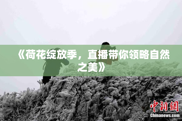 《荷花绽放季，直播带你领略自然之美》