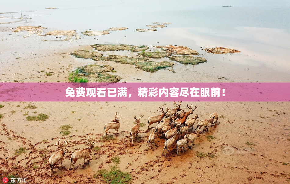 免费观看已满，精彩内容尽在眼前！
