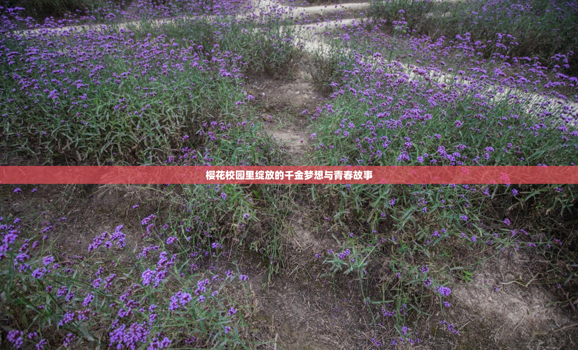 樱花校园里绽放的千金梦想与青春故事